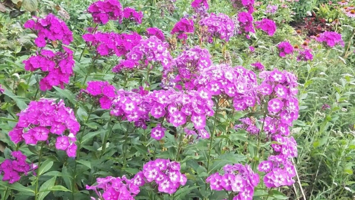Pink garden phlox, with some flowers that have a white middle of the bloom color.
