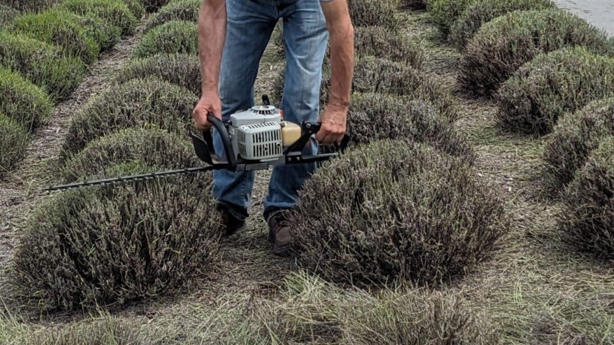 pruning and shaping a lavender bush.