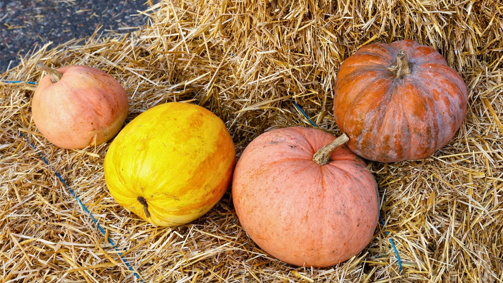 pumpkins laying in straw bales.