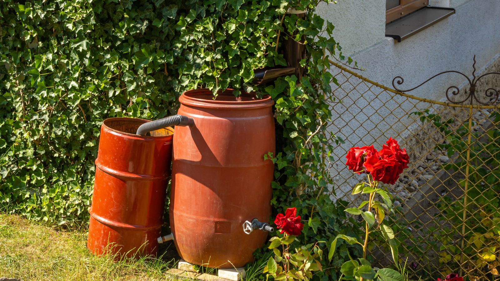 rainwater collecting buckets in backyard.