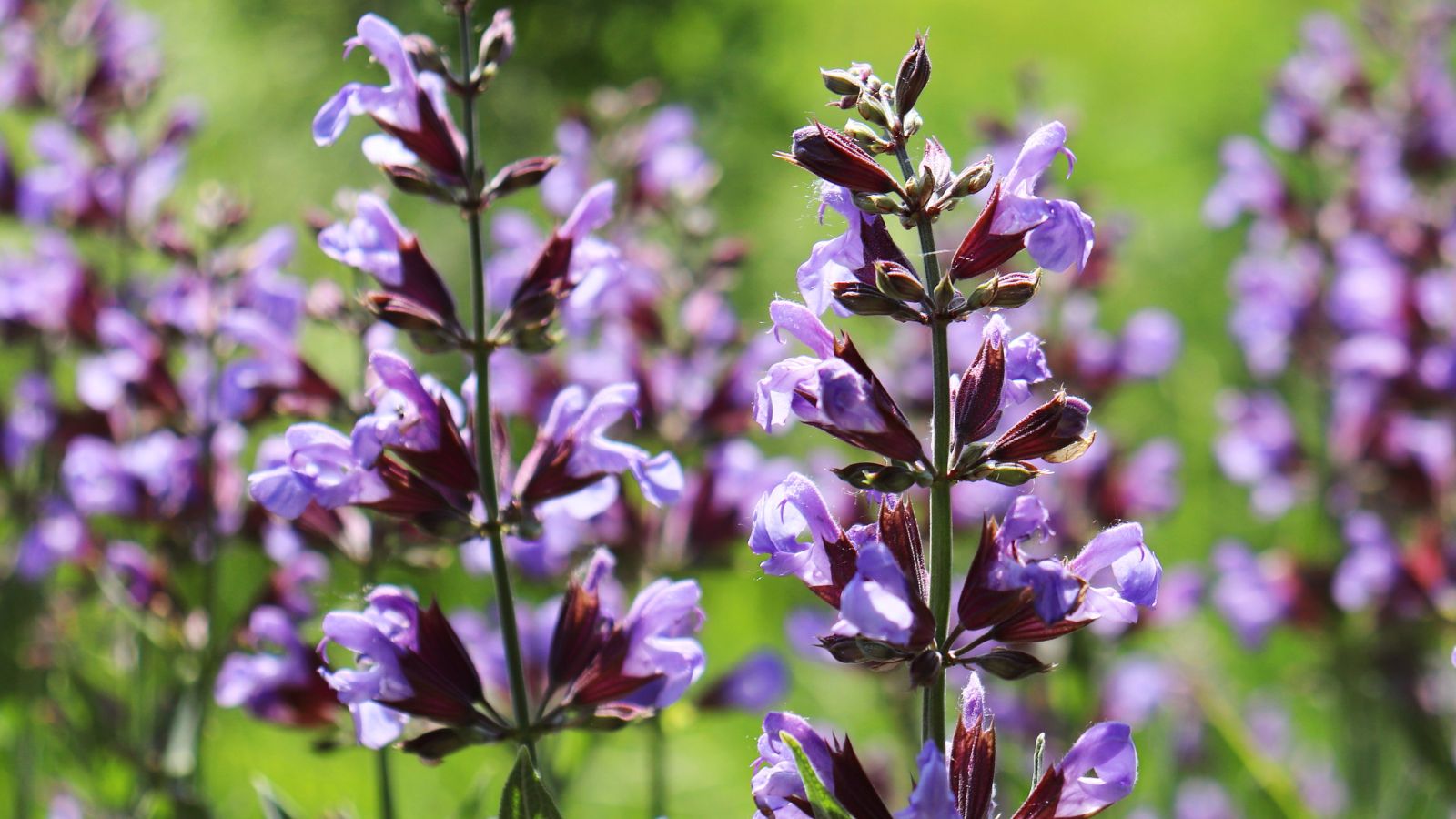 blooming salvia officinalis.