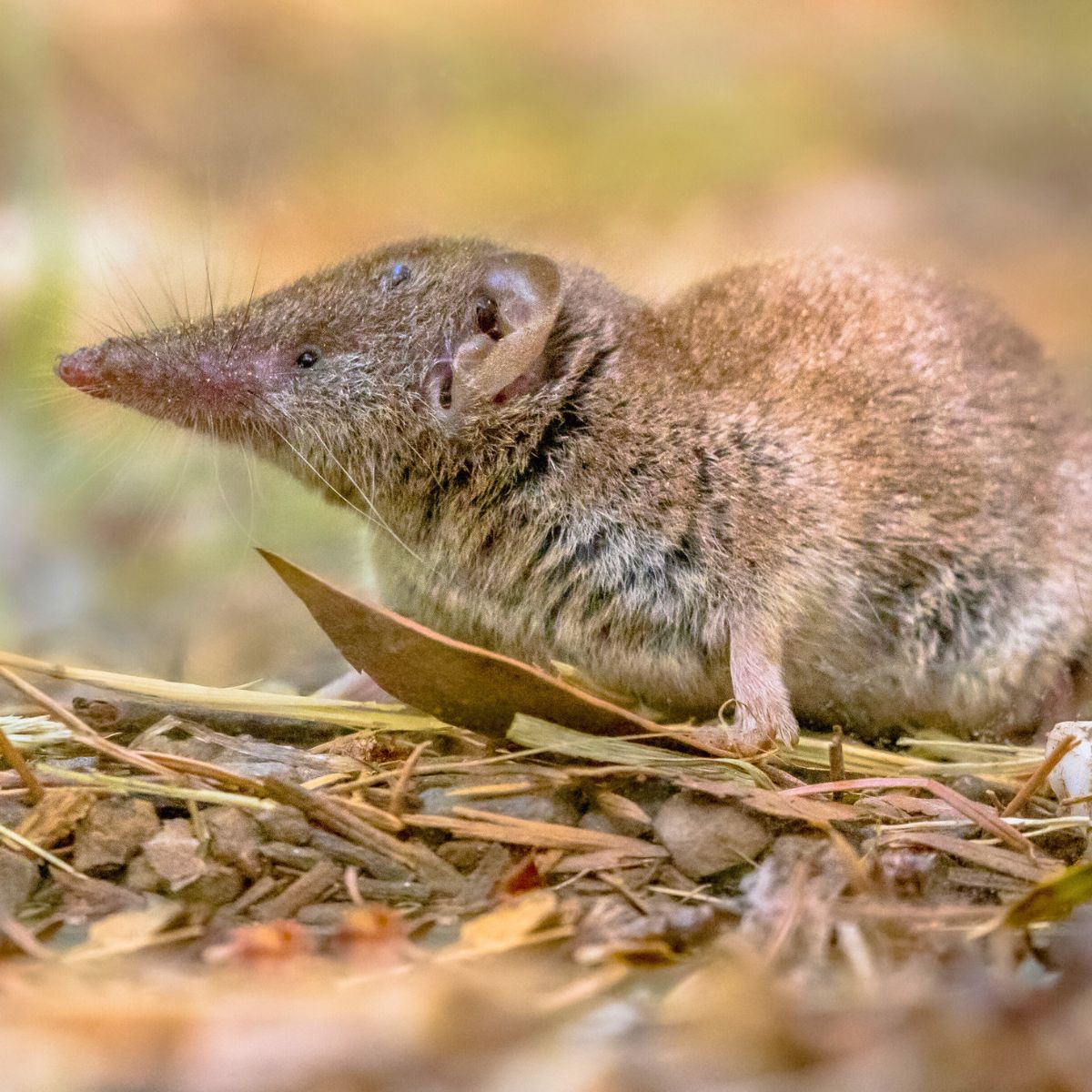 a shrew sitting on grass ans leaves.