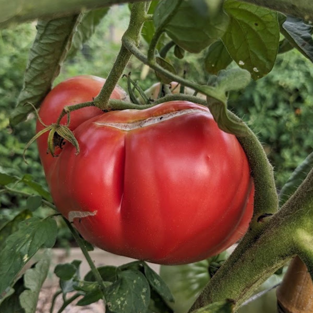 red split tomato.