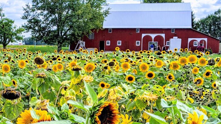75+ Creative Flower Farm Names You’ll Love