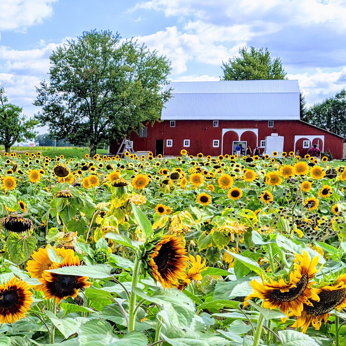 sunflower farm with a barn in the distance.