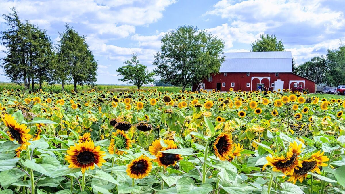 sunflower farm with a barn in the distance.