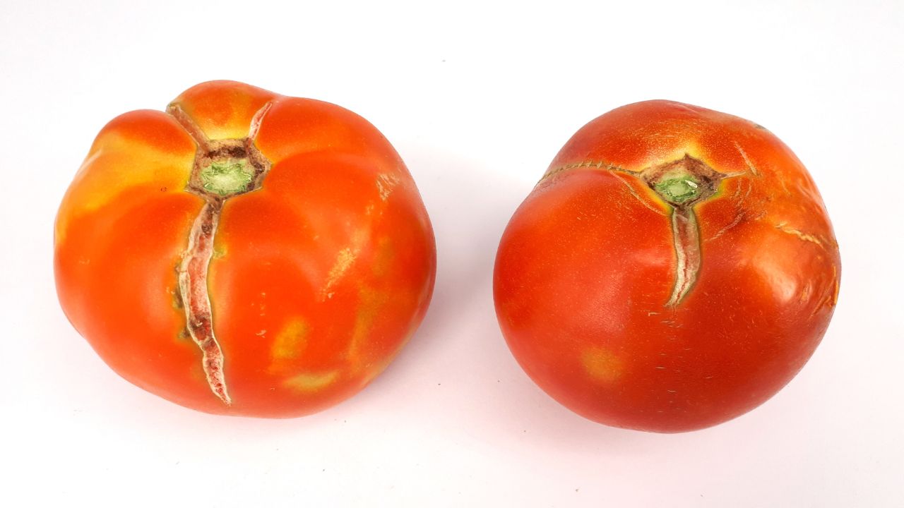 two cracked or split tomatoes