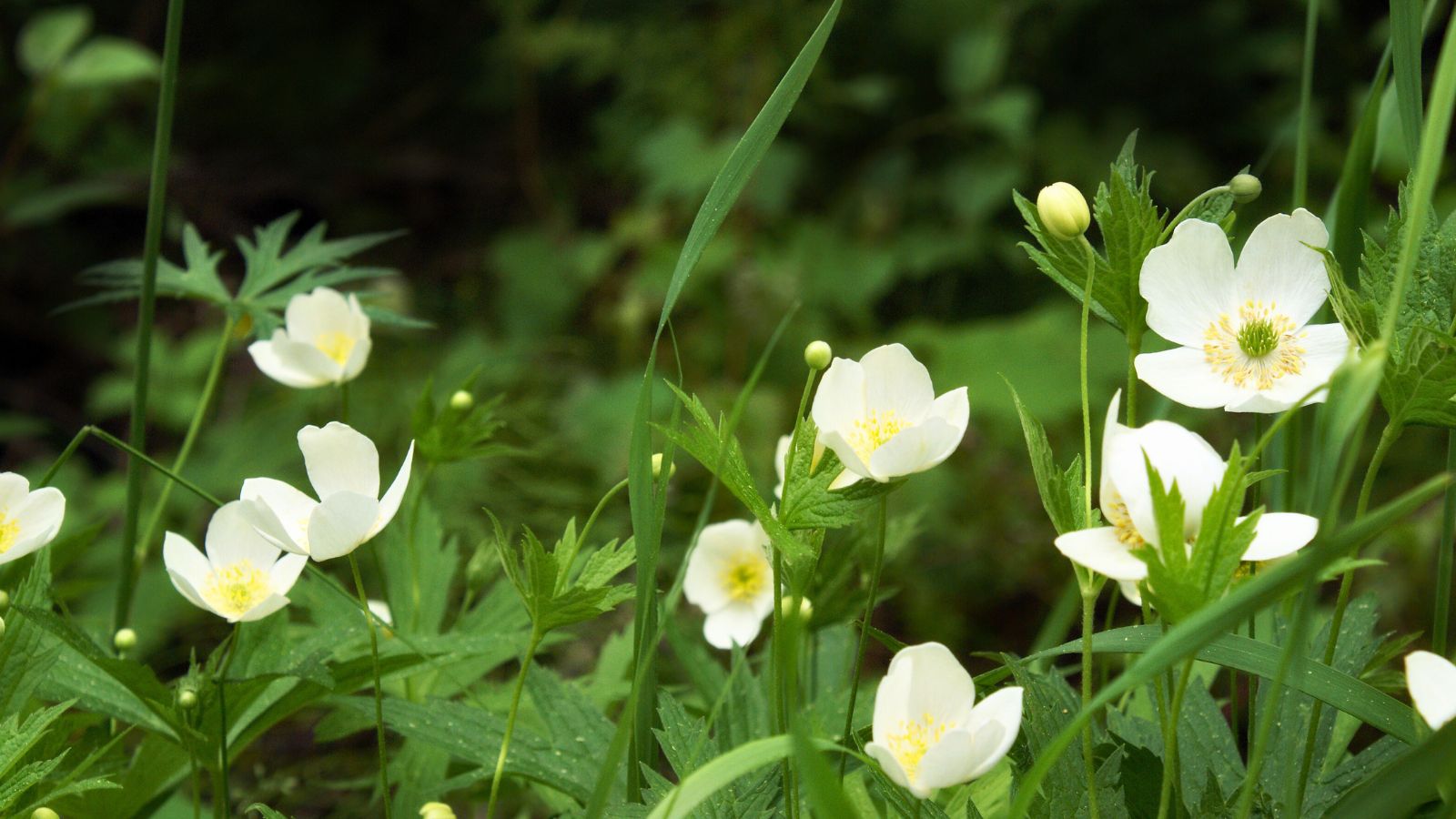 wild strawberry flowers.