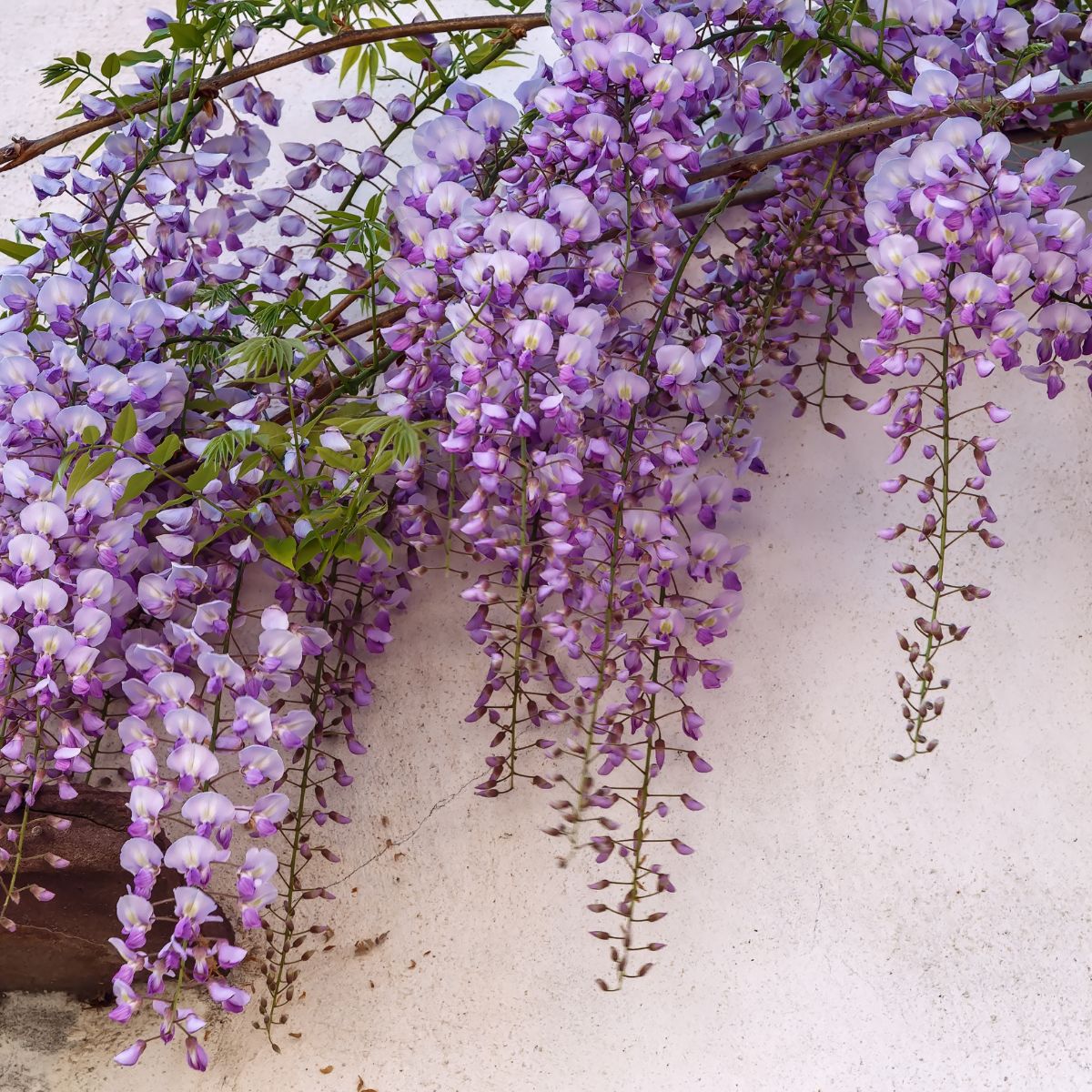 wisteria vine draped over a wall.