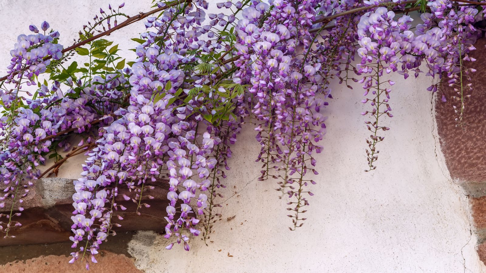 wisteria vine draped over a wall.