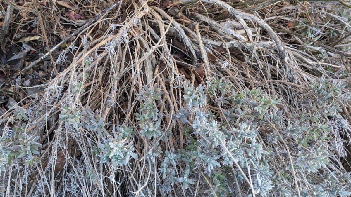 woody lavender bush.