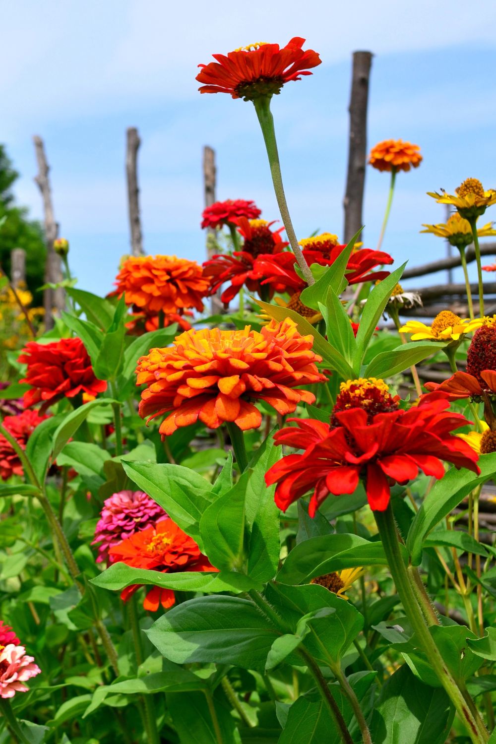orange zinnias planted by a wooden fence.
