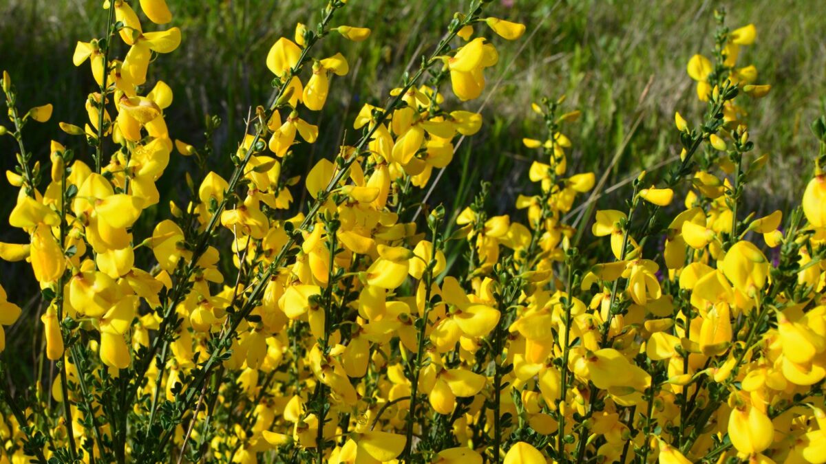 Scotch broom - Cytisus scoparius.