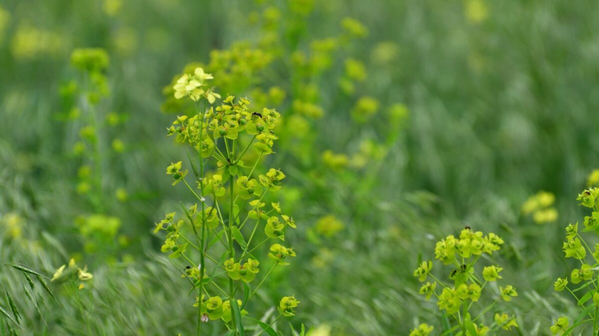 Euphorbia esula.