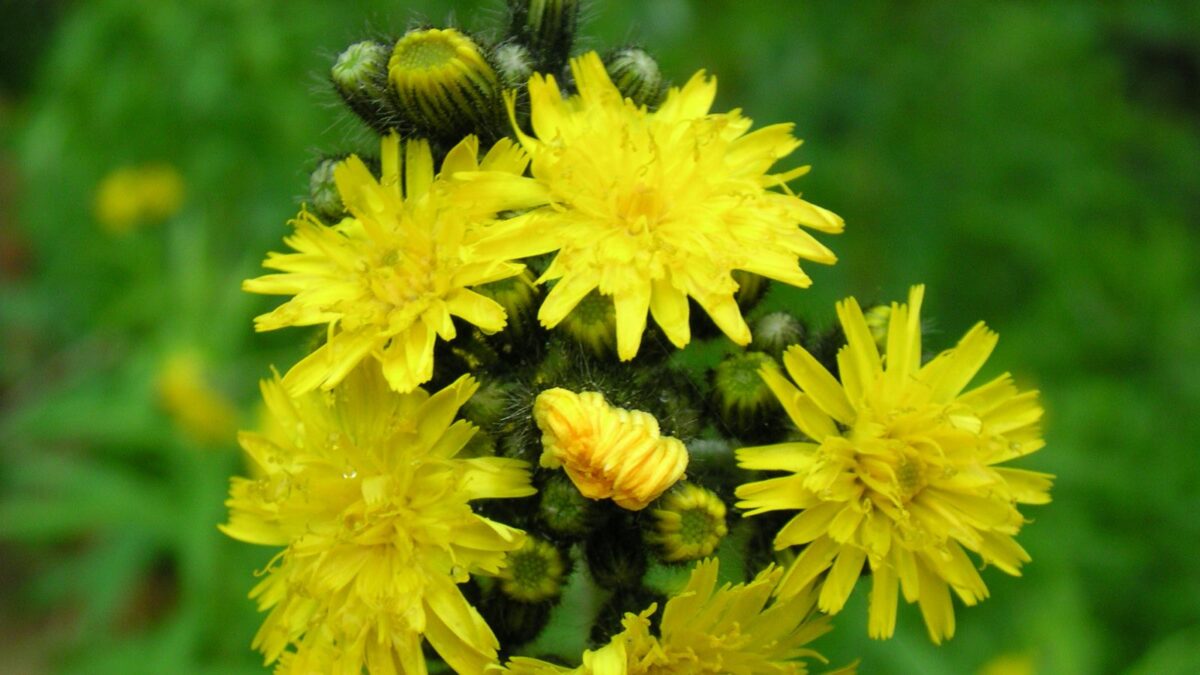 Hieracium floribundum. 