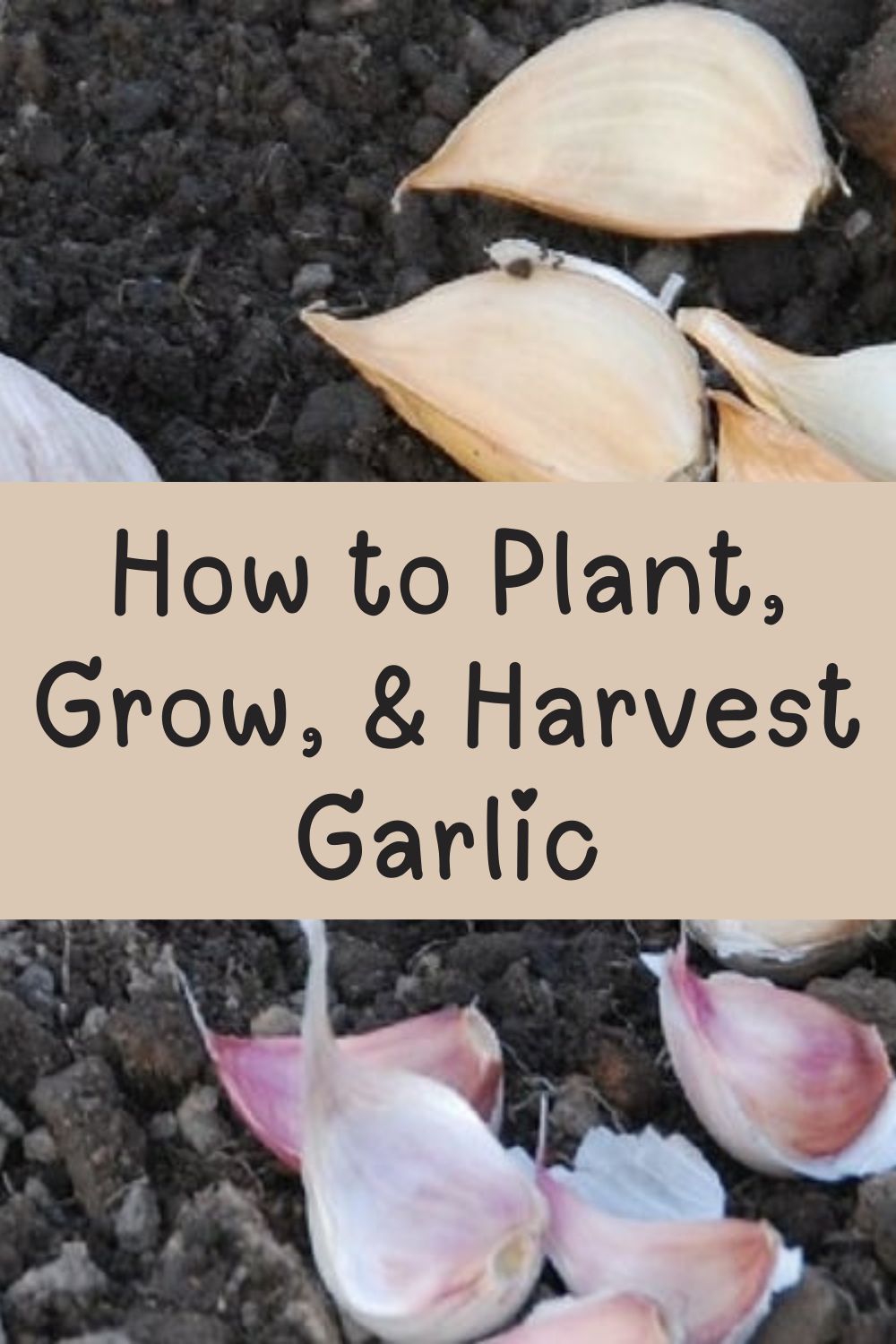 How to Plant, Grow, and Harvest Garlic.