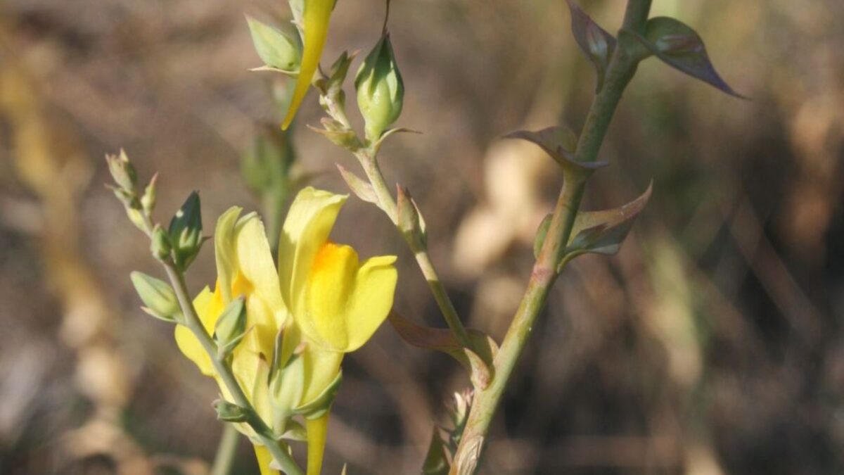 Linaria dalmatica - yellow dalmatian toadflax.
