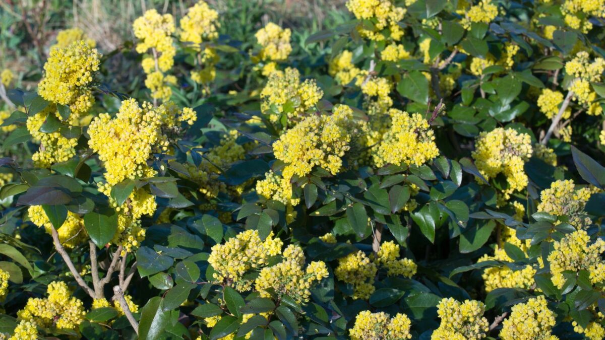 Mahonia aquifolium.