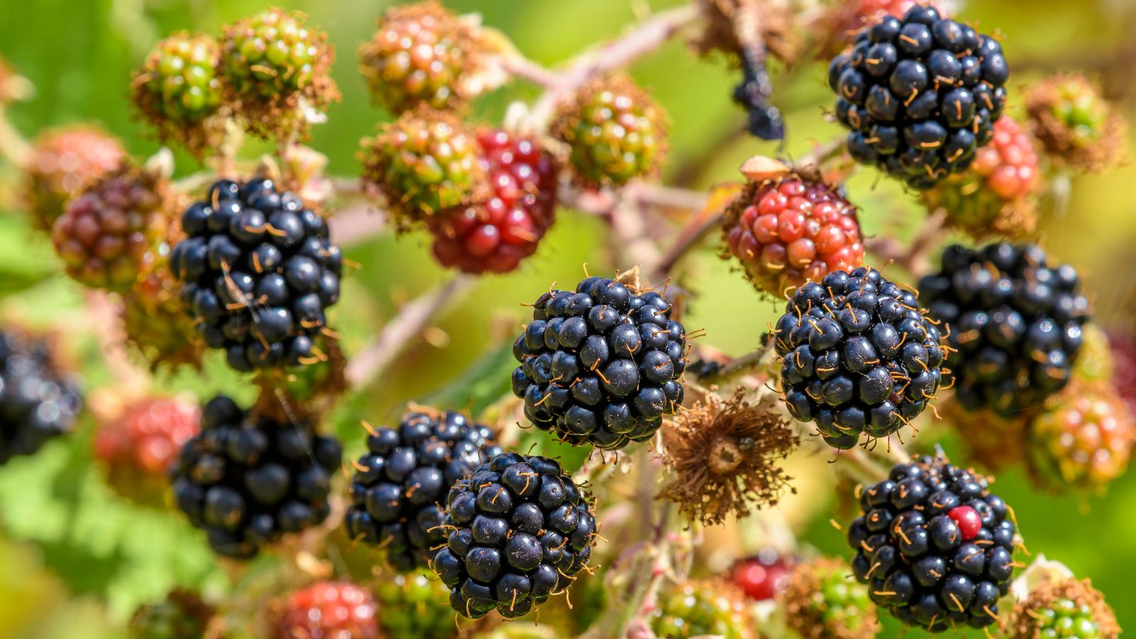 Himalayan blackberry - Rubus armeniacus.