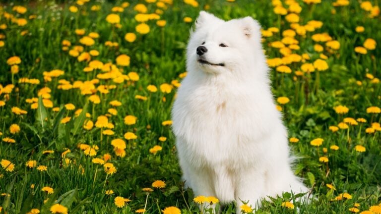 Funny Young Happy Smiling White Samoyed Dog Or Bjelkier, Sammy Sit Outdoor In Green Spring Meadow With Yellow Flowers. Playful Pet Outdoors.