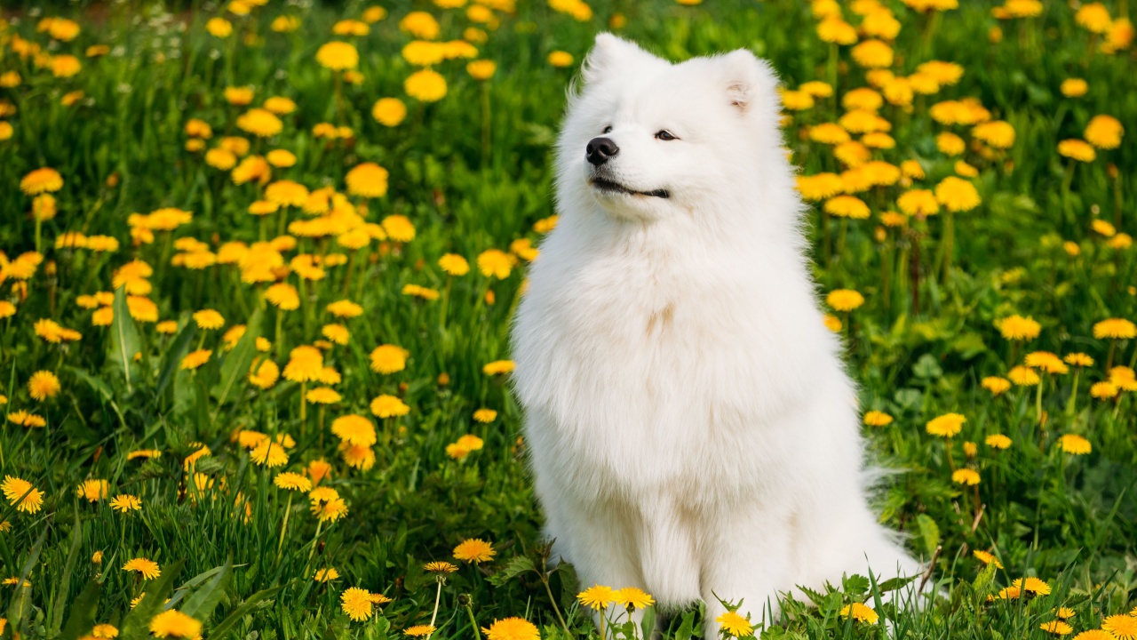 Funny Young Happy Smiling White Samoyed Dog Or Bjelkier, Sammy Sit Outdoor In Green Spring Meadow With Yellow Flowers. Playful Pet Outdoors.