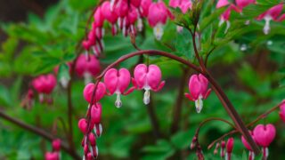 Bleeding heart flowers (Dicentra spectabils)