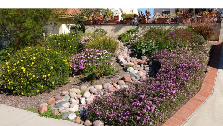 10 Drought-Tolerant Flowers for a Vibrant Low-Maintenance Garden