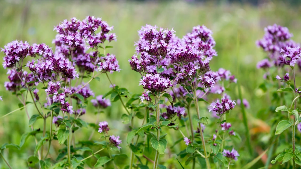 Flowering bushes of oregano (Origanum) in the meadow