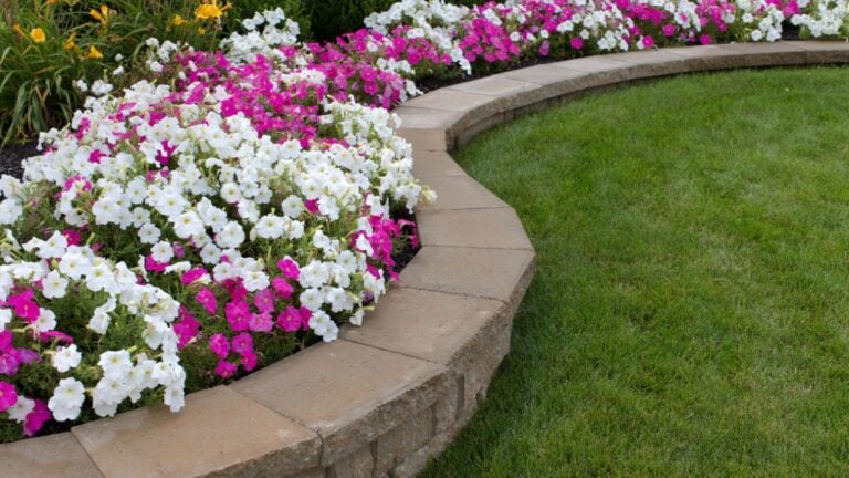 Pink and White petunias on the flower bed along with the grass