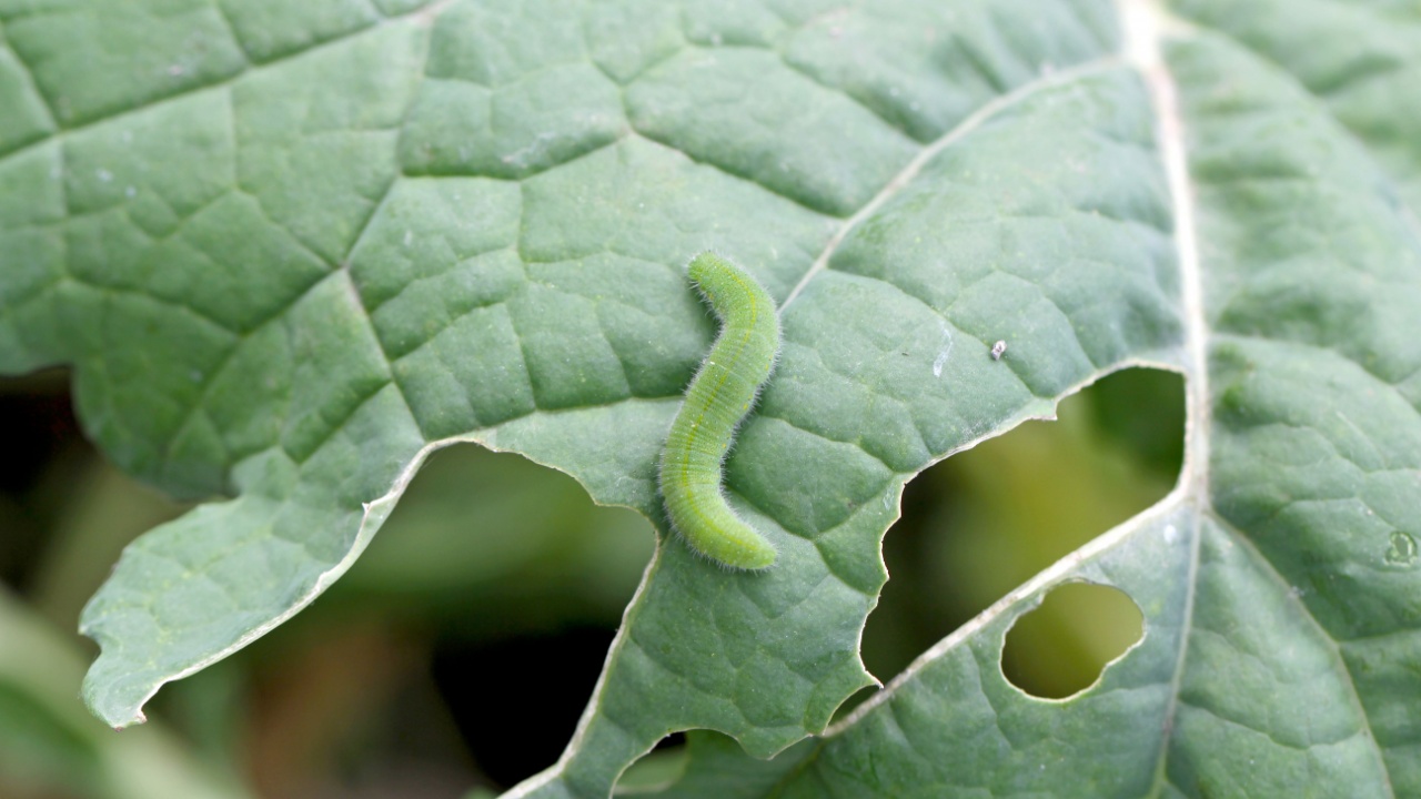 Caterpillar of the small white or small cabbage white (Pieris rapae) on damaged cabbage leaves. It is a serious pest to cabbage and other mustard family crops