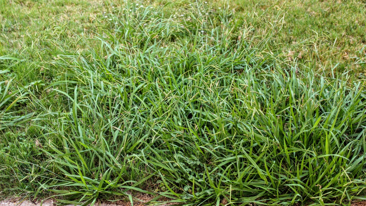 Lawn taken over by crabgrass weeds.