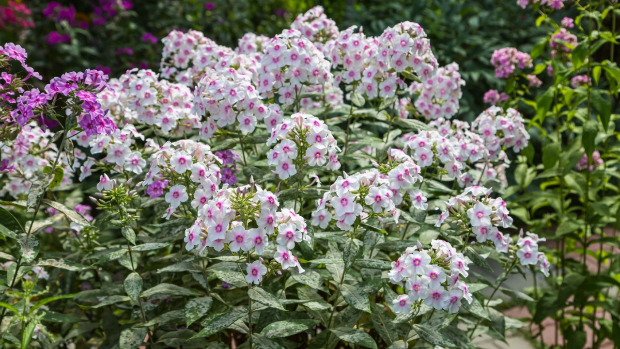 Phlox paniculata Europa in garden. Powdery mildew on phlox leaves