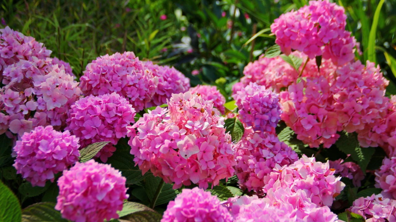 pink, hydrangea, flower, inflorescences, form, balls, background, green, leaves, beautiful, wonderful, planet