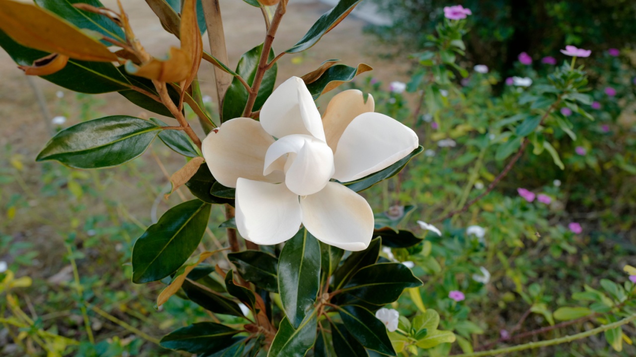 Beauty magnolia little gem flower blooming.