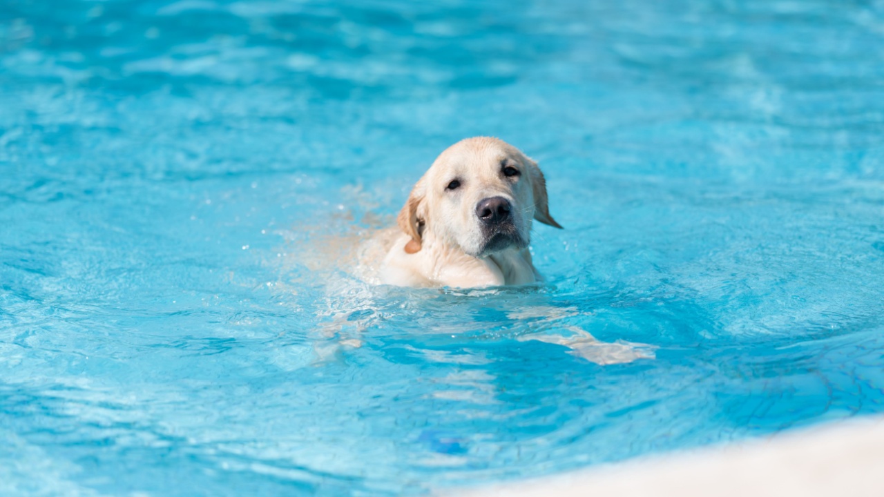 Labrador retriever swimming in the pool
