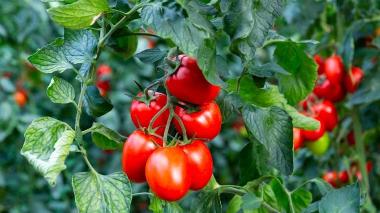 Closeup of cluster of ripe red plum tomatoes in green foliage on bush. Growing of vegetables in greenhouse