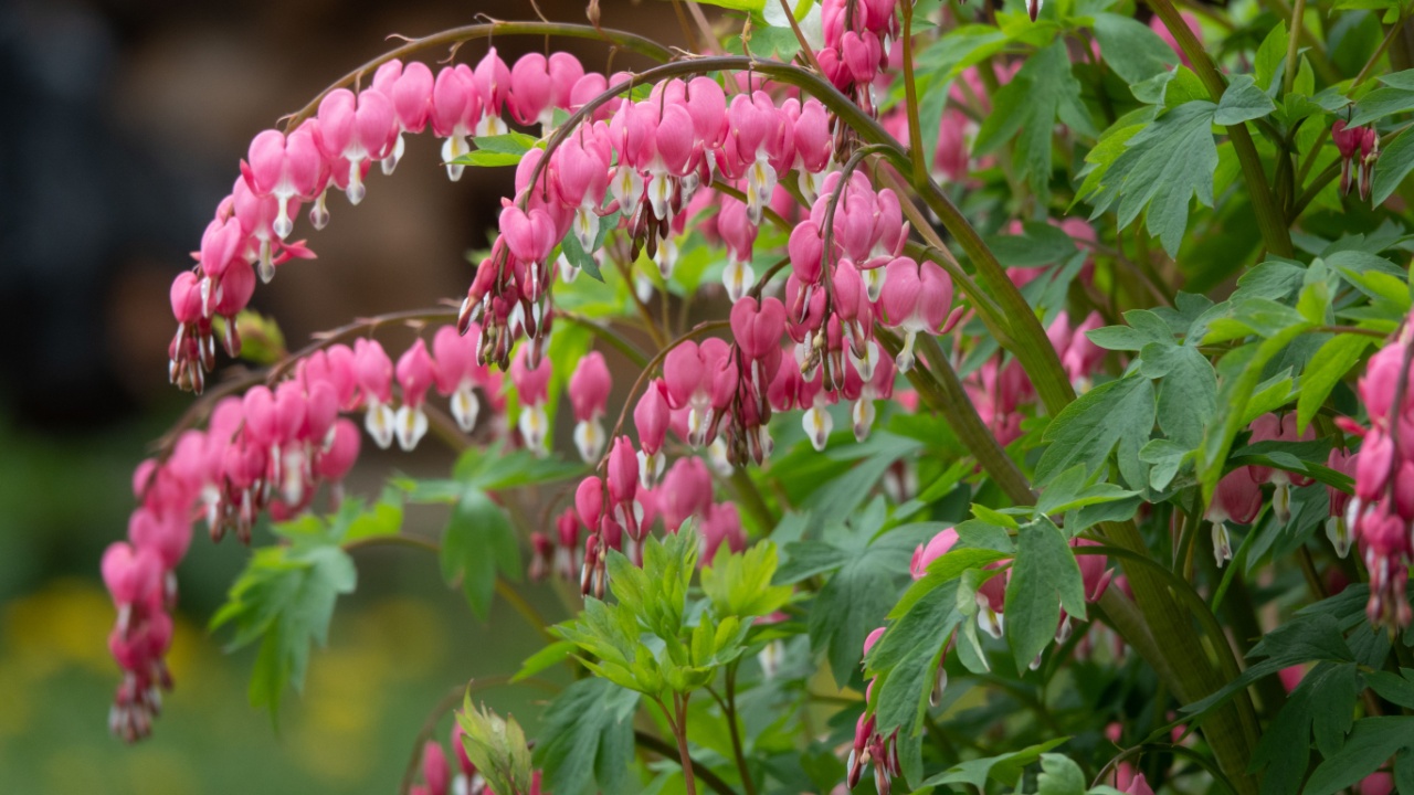 Flowering of the plant Dicentra formosa on a blurred background. This flower has another name - a bleeding or broken heart. Selective focus