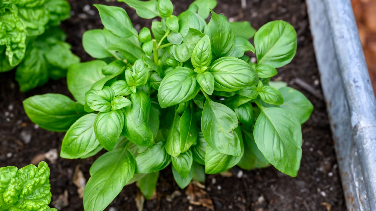 Sweet Basil growing in rich garden soil in a raised planter bed in a kitchen garden, fresh herbs for cooking