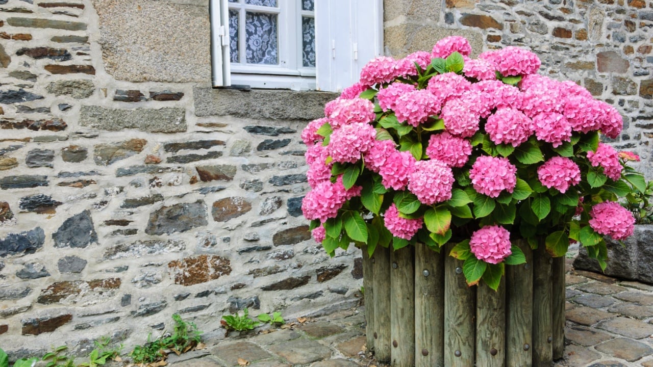 Pink hydrangea bush in wooden pot outside the old stone house under the window with lace curtain and metal shutters. Dol de Bretagne, Brittany, France.