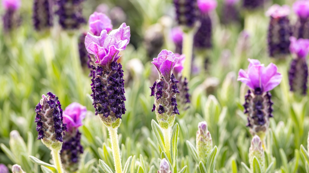 Lavandula stoechas flowers. This cultivar is the Lavandula stoechas “Anouk”. This plant is also called Spanish lavender, topped lavender or French lavender.