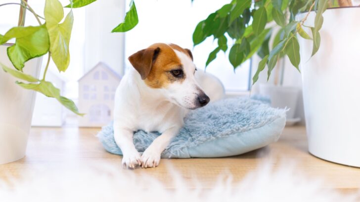 10 Toxic Plants for Pets to Be Aware Of