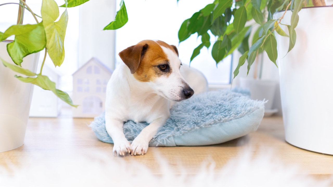 Dog Jack Russell Terrier lying on blue fluffy pillow among houseplants. Small adorable doggy with funny spots lying and folding its paws in shape of heart. Portrait of beautiful white dog.