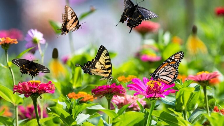 A treasure trove of butterflies feeding in the butterfly garden including yellow swallowtails, a black swallowtail, and a monarch. What a peaceful, tranquil and ethereal summer scene.