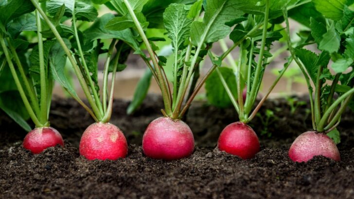12 Best Companion Plants for Radishes (And 2 to Avoid)