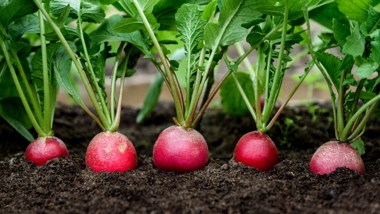 Radish plant growing in soil in garden.