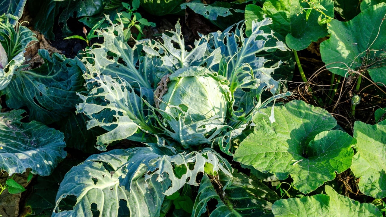 Cabbage damaged by pests. Cabbage heads and leaves are eaten by larvae, worms and caterpillars. The consequences of the invasion of butterflies. Ruin the harvest. Vegetable growing in the garden