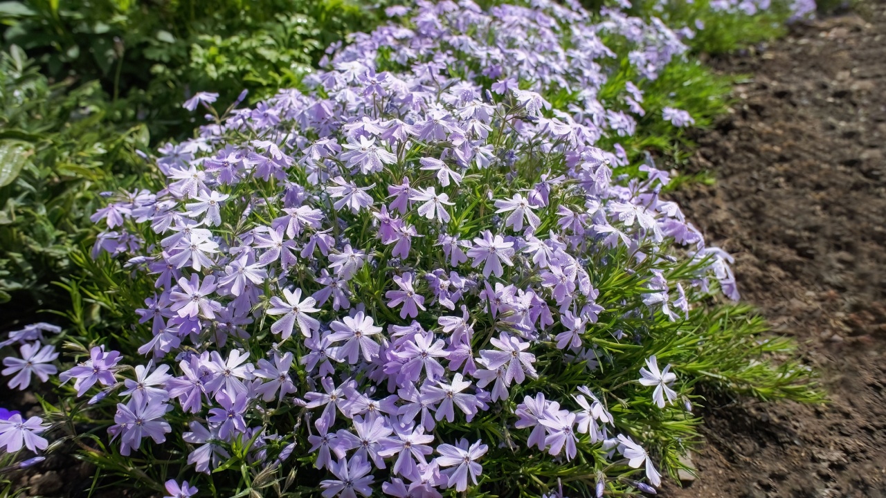 Phlox subulate or Creeping moss Phlox blue small flowers in the garden design.