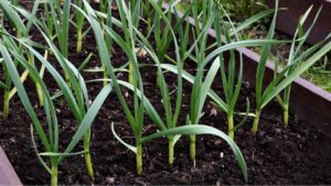 young green healthy garlic plants in the garden. Garden and vegetable garden in spring. wooden beds. Eco-friendly vegetable growing. amateur dacha organic farming. Healthy healthy food