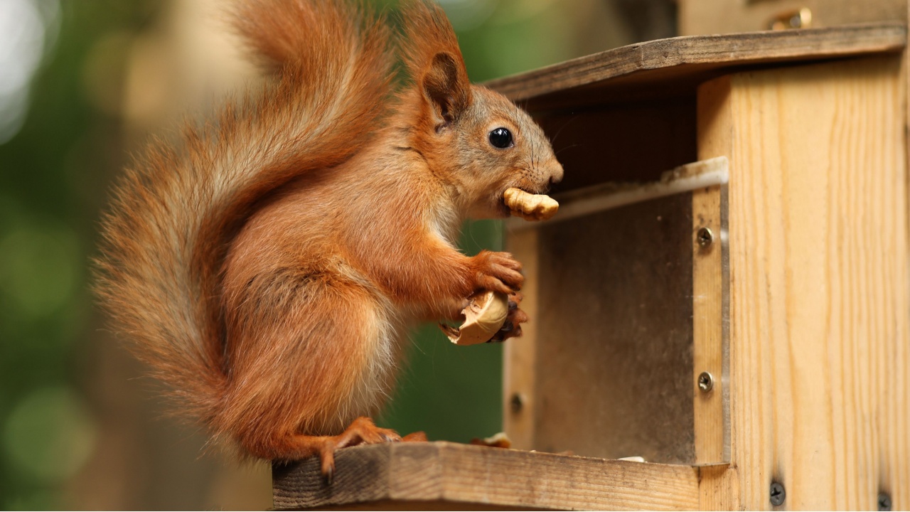 a red-haired fluffy squirrel sits and eats a nut in a wooden bird feeder on a tree in a summer park. Soft focus.