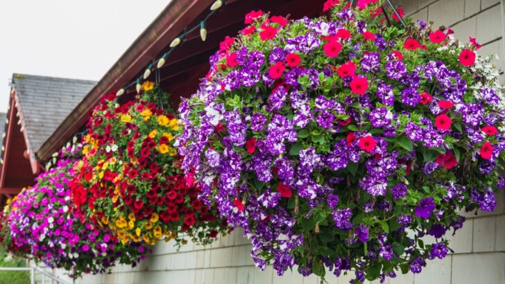 Our Favorite Plants for Hanging Baskets